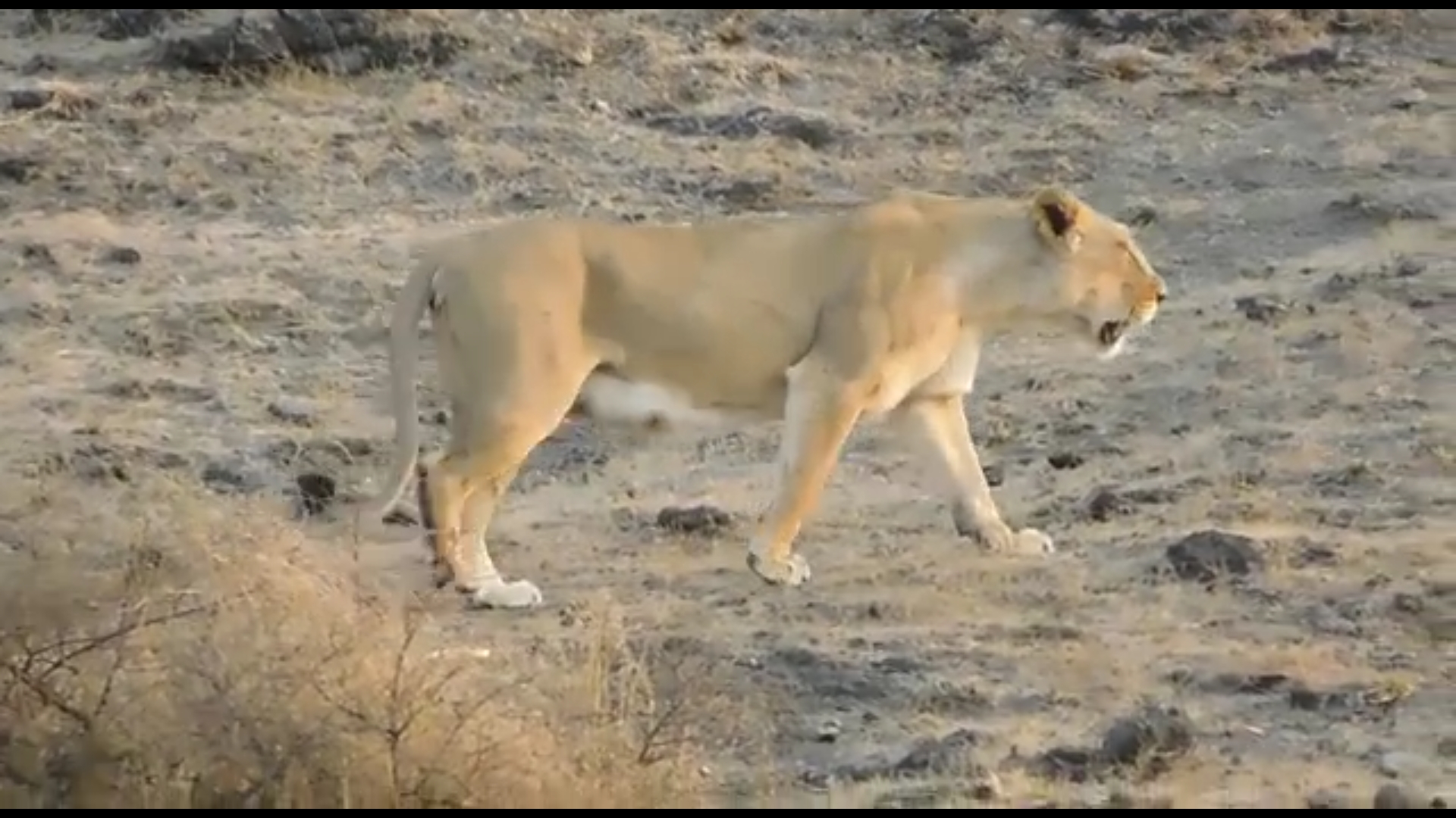 Gir is the safest birthplace of lions in Asia