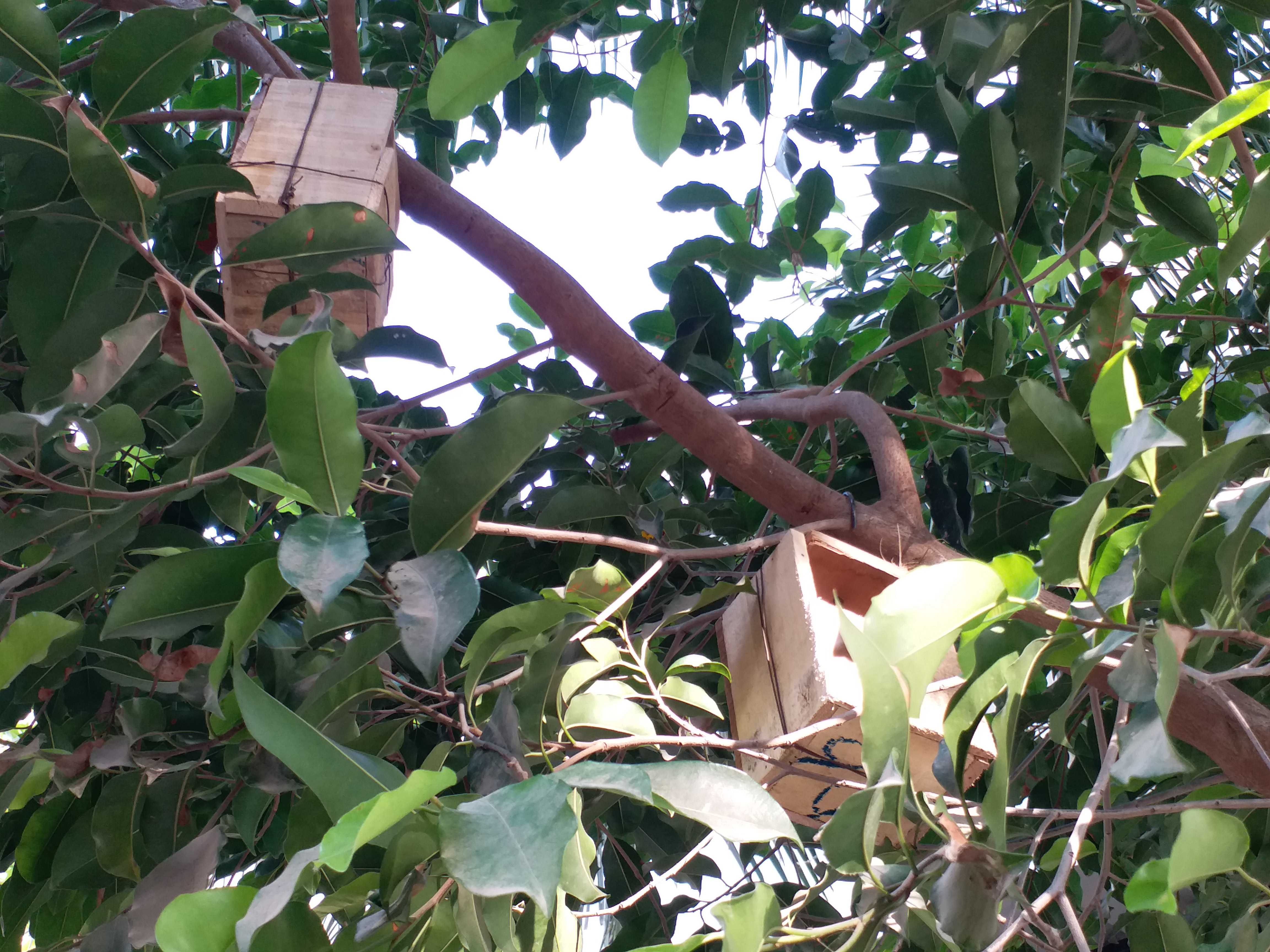 people-of-junagadh-are-utilizing-the-lockdown-time-to-make-homes-for-birds-and-squirrels