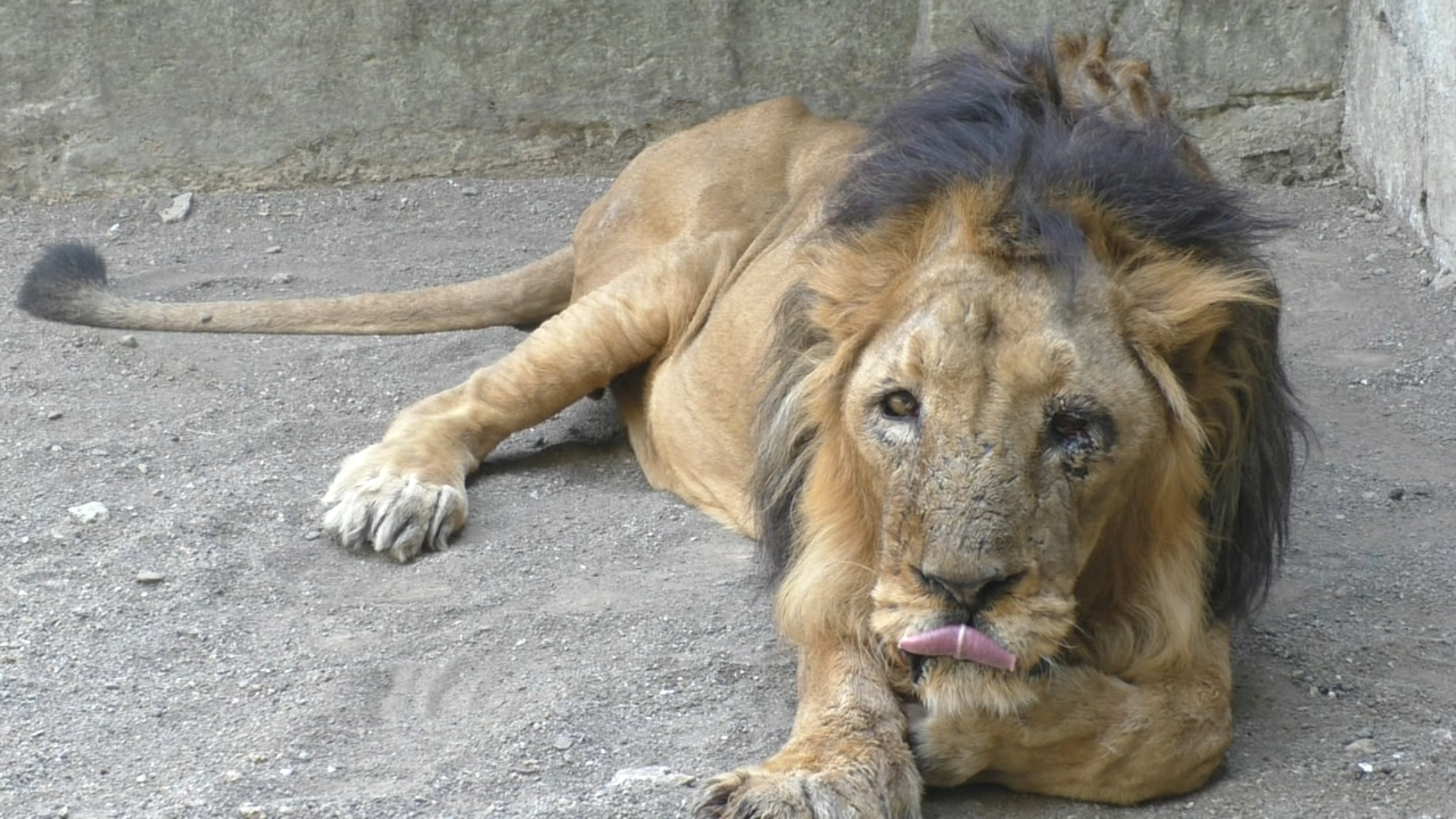 Gir is the safest birthplace of lions in Asia