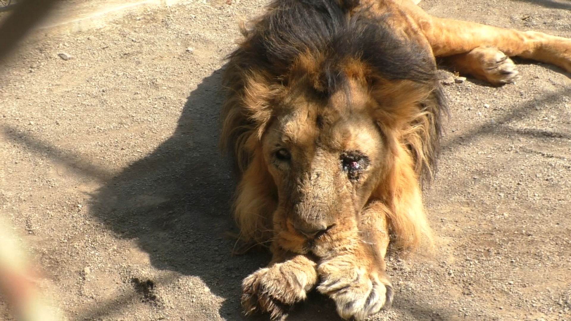 World Lions Day: ਸੌਰਾਸ਼ਟਰ ’ਚ ਗਰਜ ਰਿਹਾ ਹੈ ਜੰਗਲ ਦਾ ਰਾਜਾ, ਨਜਾਇਜ਼ ਸ਼ਿਕਾਰ ’ਤੇ ਰੋਕ