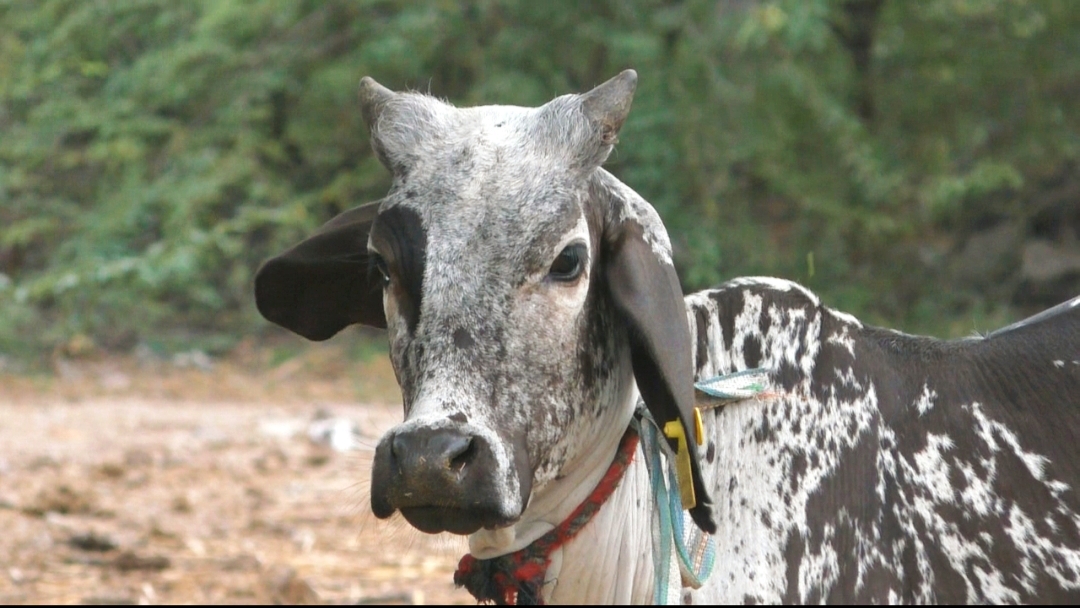 ભુજમાં 9 મહિનાની વાછરડી આપે છે દૂધ