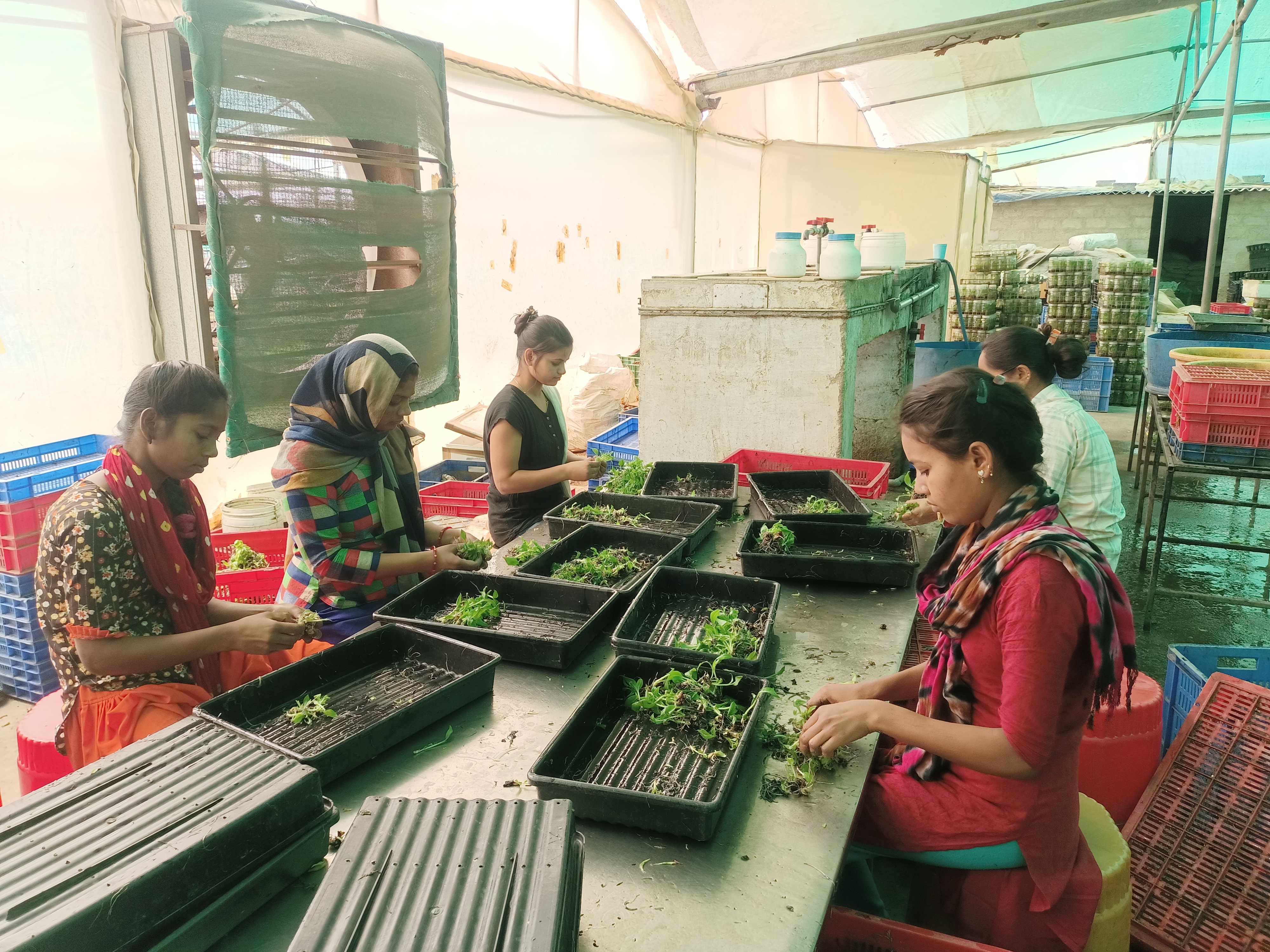 Left the factory in Mumbai and opened a Tissue Culture Bio-Technology Lab in Kutch