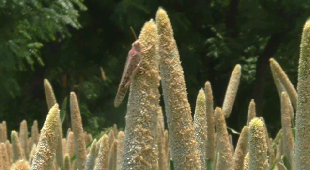 Locust terror in Visnagar