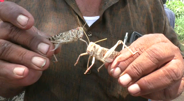 Locust terror in Visnagar