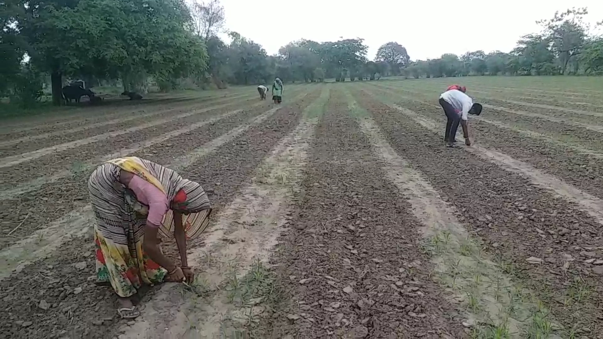 વાવણી લાયક વરસાદ થતા ખેડૂતોએ વાવણી કરવાનું શરૂ કર્યું,આ પાકનું વાવેતર વધ્યુ