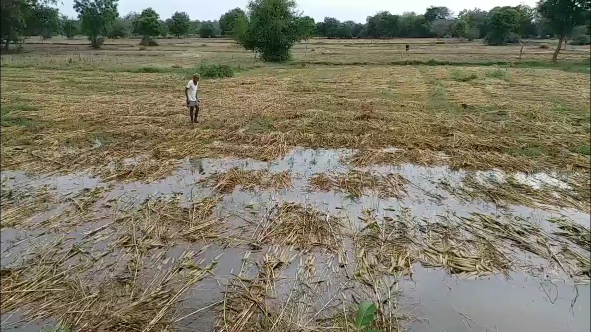 બાજરીના પાકમાં ખેડૂતોને નુકસાન