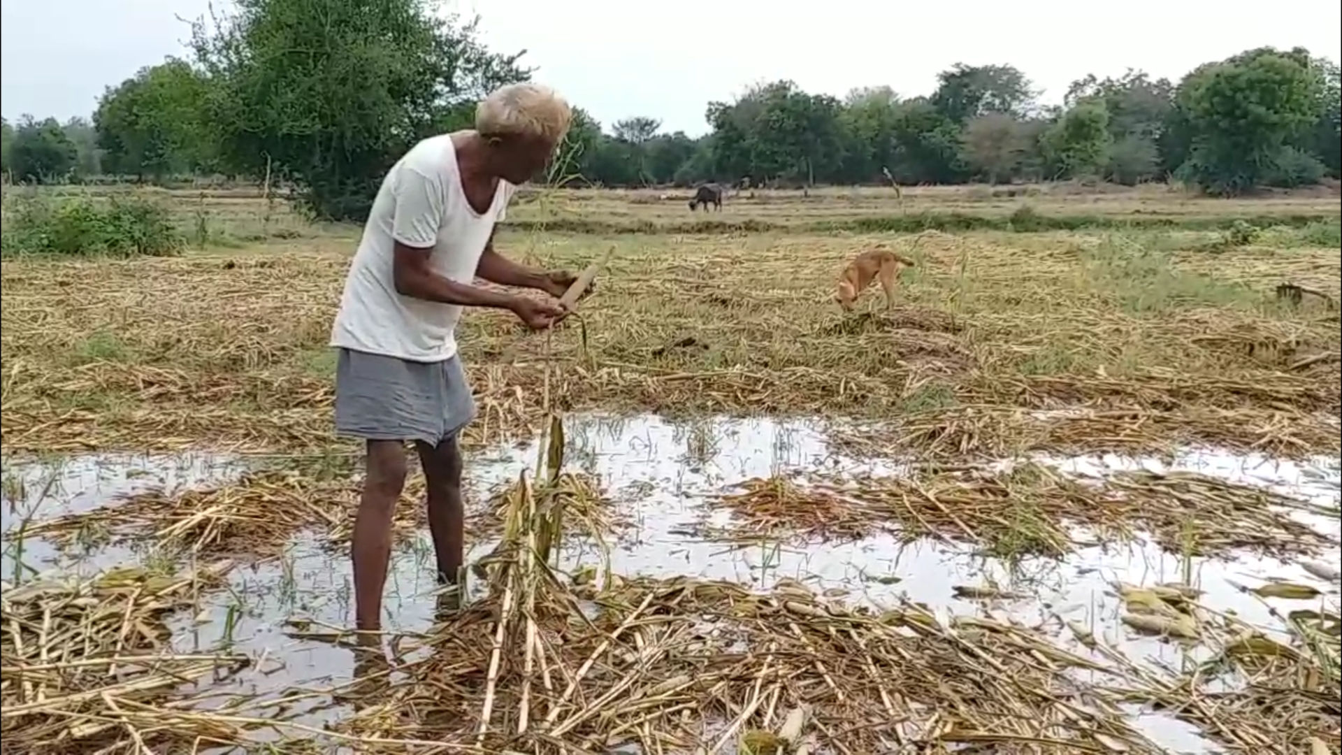 બાજરીના પાકમાં ખેડૂતોને નુકસાન