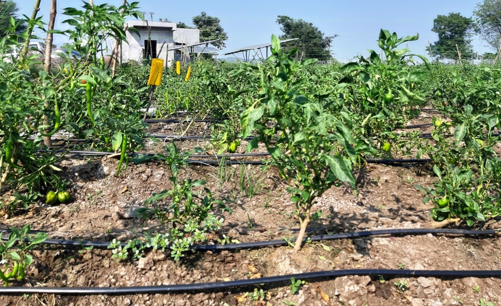 Farmer developed the Irrigation system from solar panels