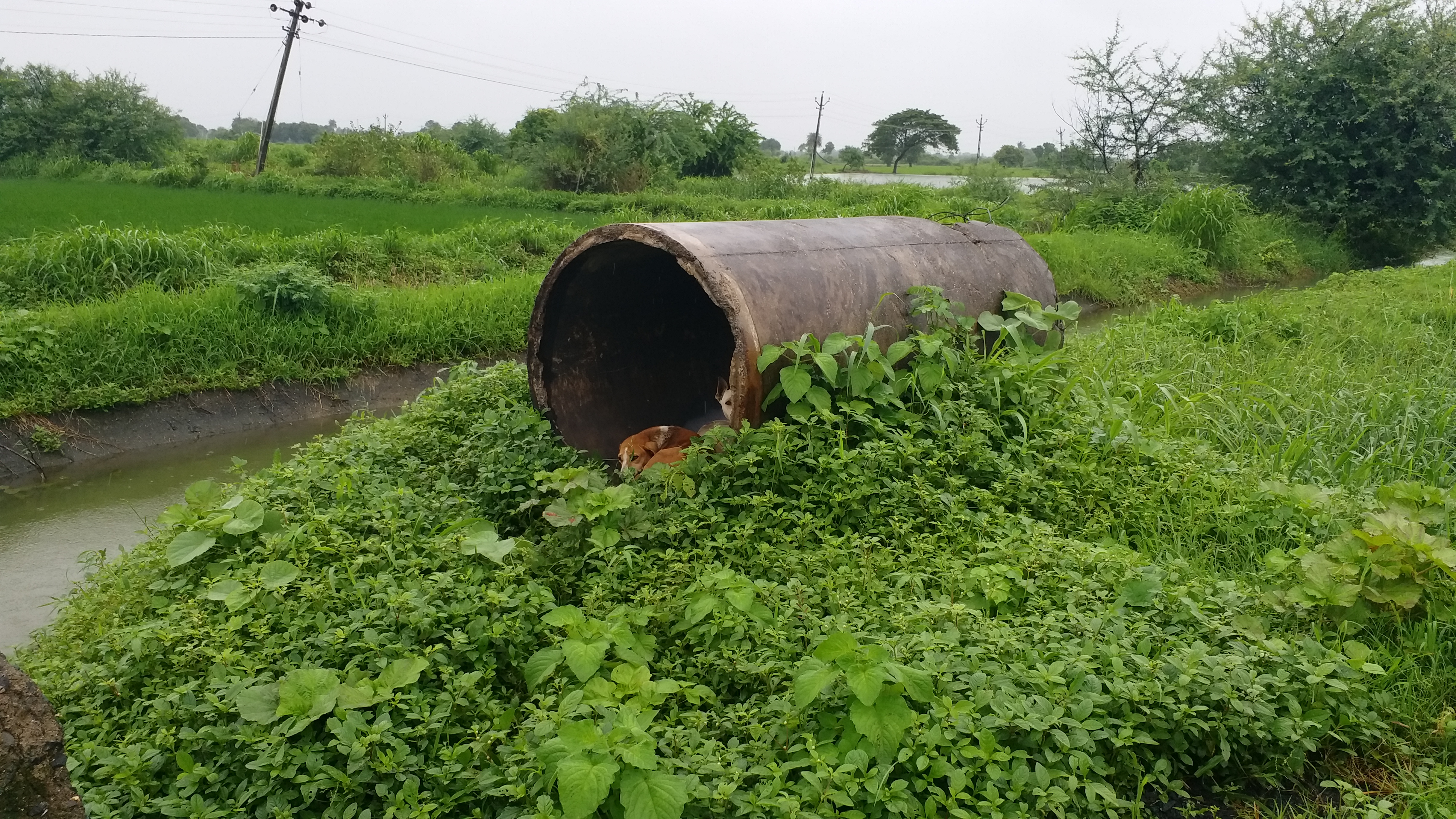 Uninterrupted rains