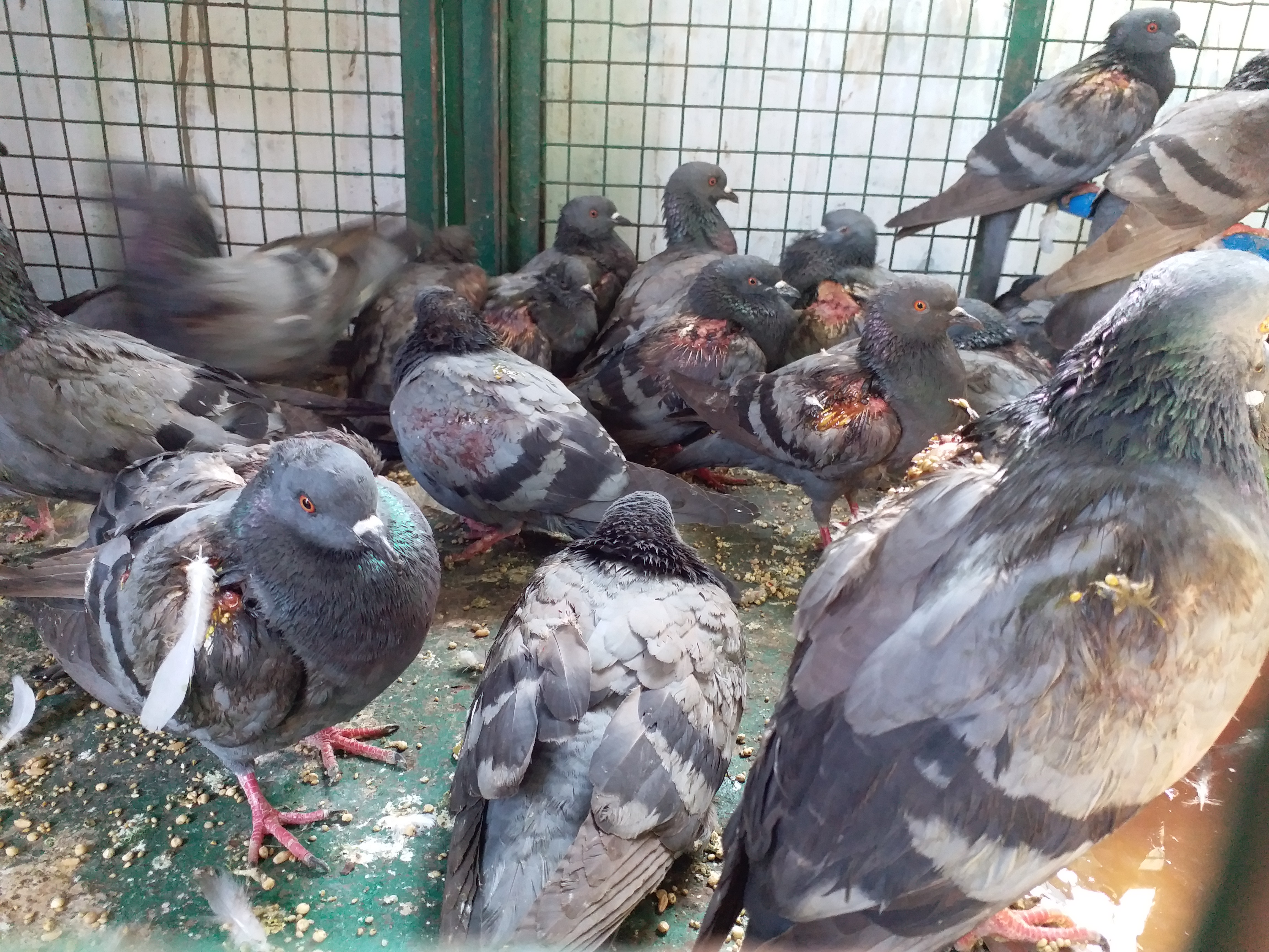 117 bird had been rescued in patan