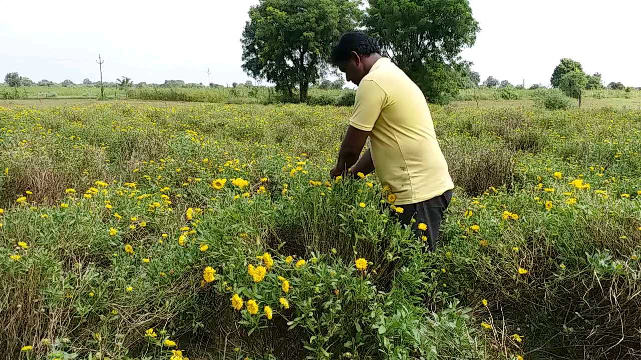 પાટણના આ ખેડૂતે ફૂલોની ખેતી વડે મેળવી બે લાખથી વધુની આવક, વાંચો કઇ રીતે?