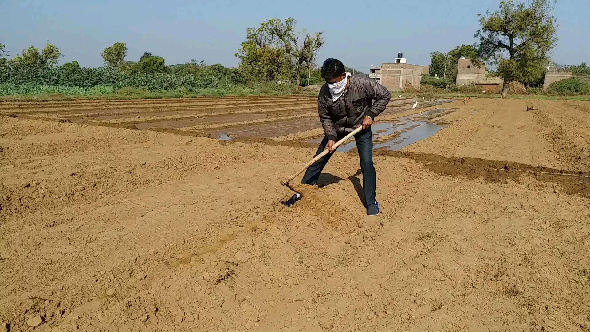 ચાલુ વર્ષે 1.88 લાખ હેક્ટરમાં થયું વાવેતર