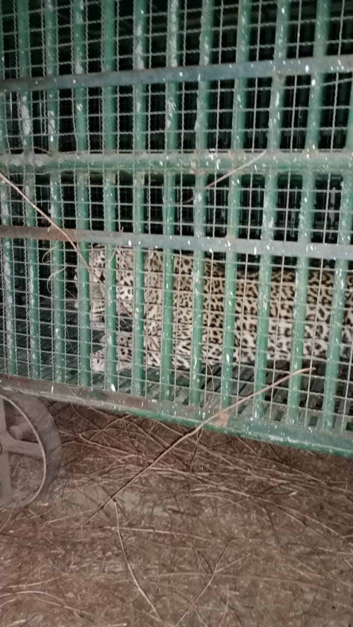 panther has been caught in the cage from the dhank village of Upleta taluka