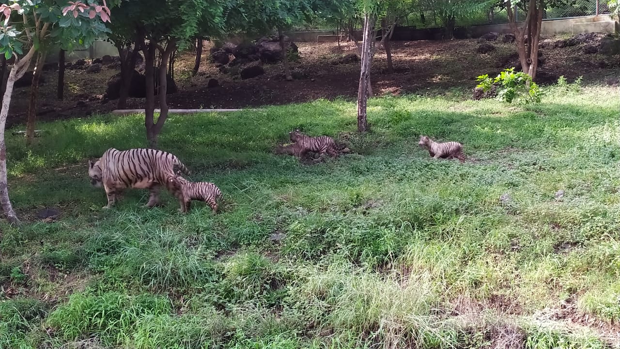 rajkot white tiger in zoo