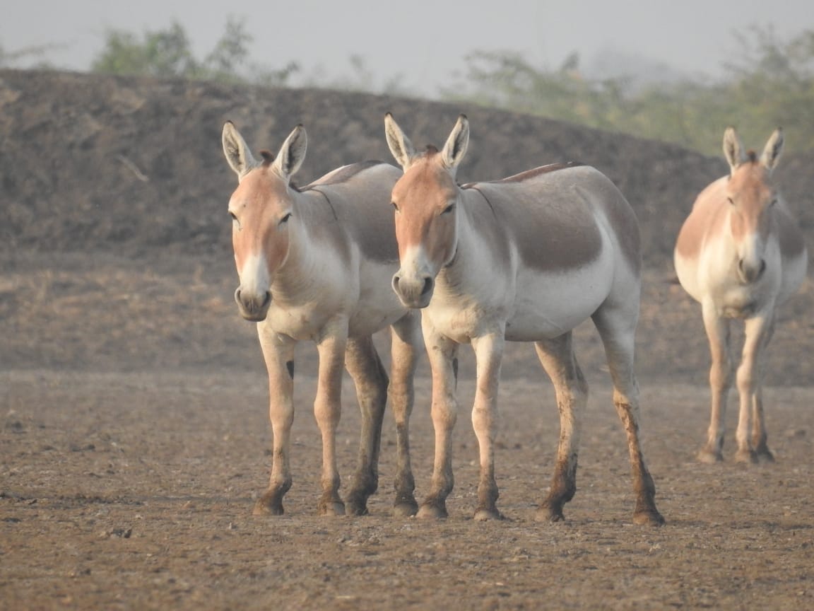 કચ્છના નાના રણમાં ઘુડખર