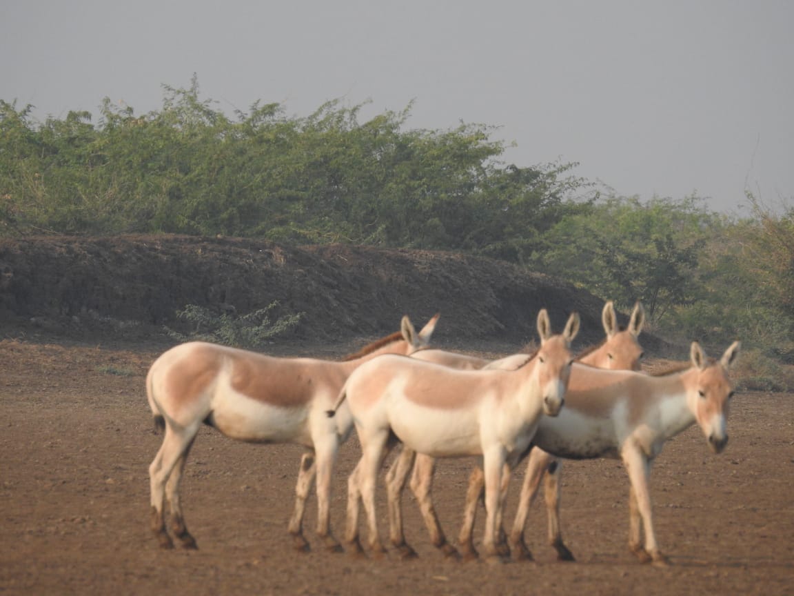 કચ્છના નાના રણમાં ઘુડખર