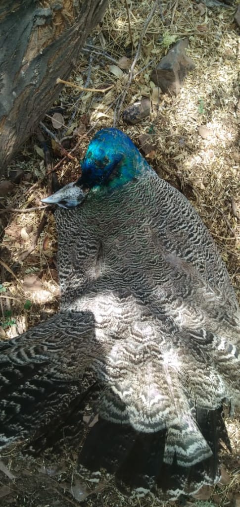 peacocks die due to heatstroke