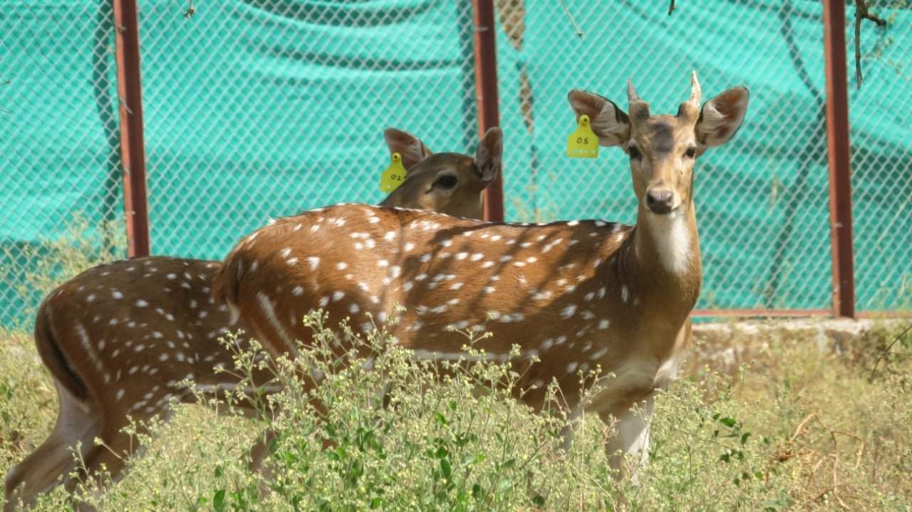 આહાર શ્રુખલા જળવાઇ રહે માટે વાંસદા રાષ્ટ્રીય ઉદ્યાનમાંથી હરણને વનમાં કરાયા મુક્ત