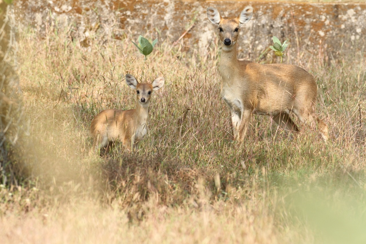 ચૌસિંગા હરણ