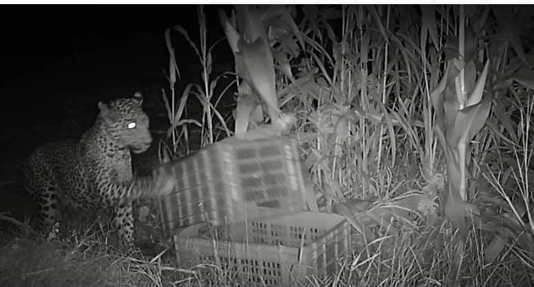 the Tapi Forest Department reunited the cub with Mother panther the day Before Mother's Day