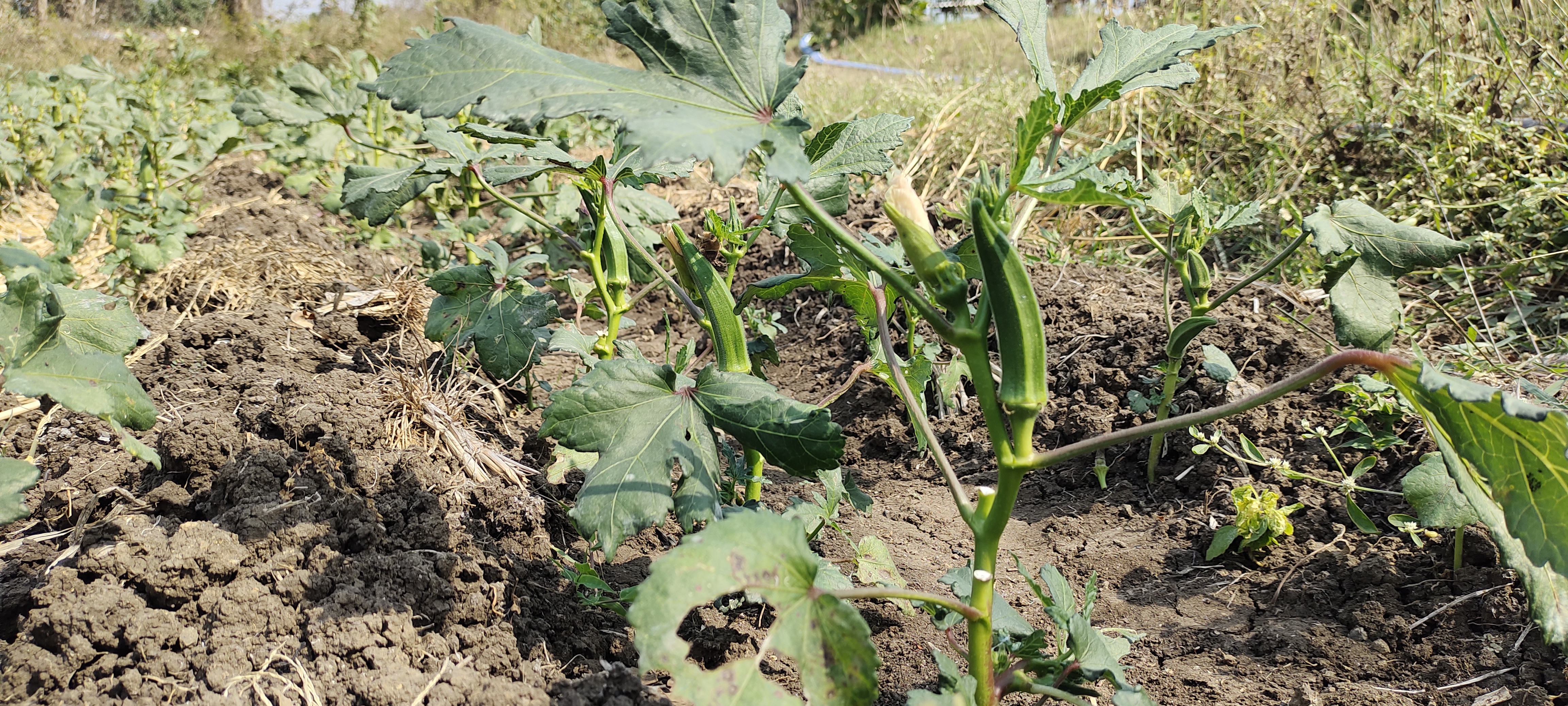 Natural farming In Tapi