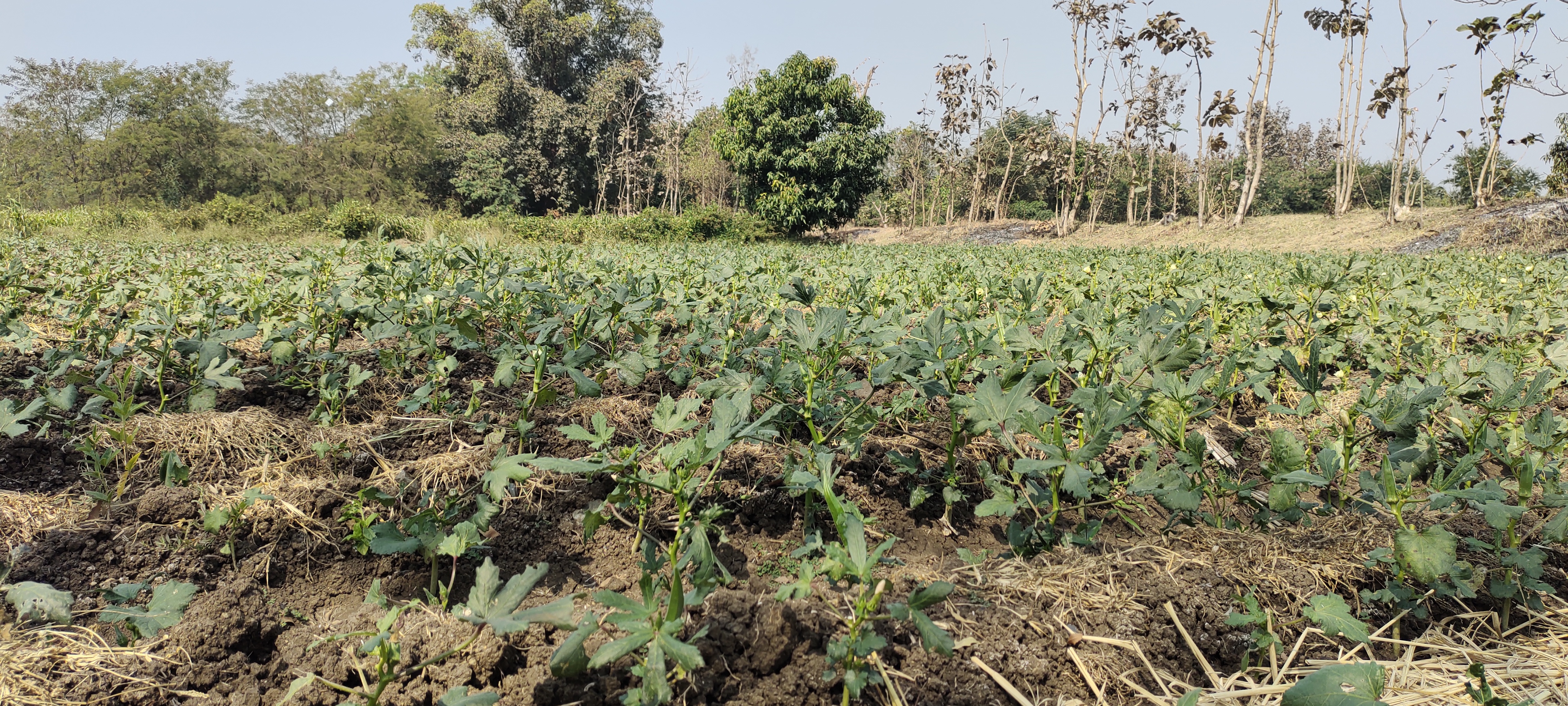 Natural farming In Tapi