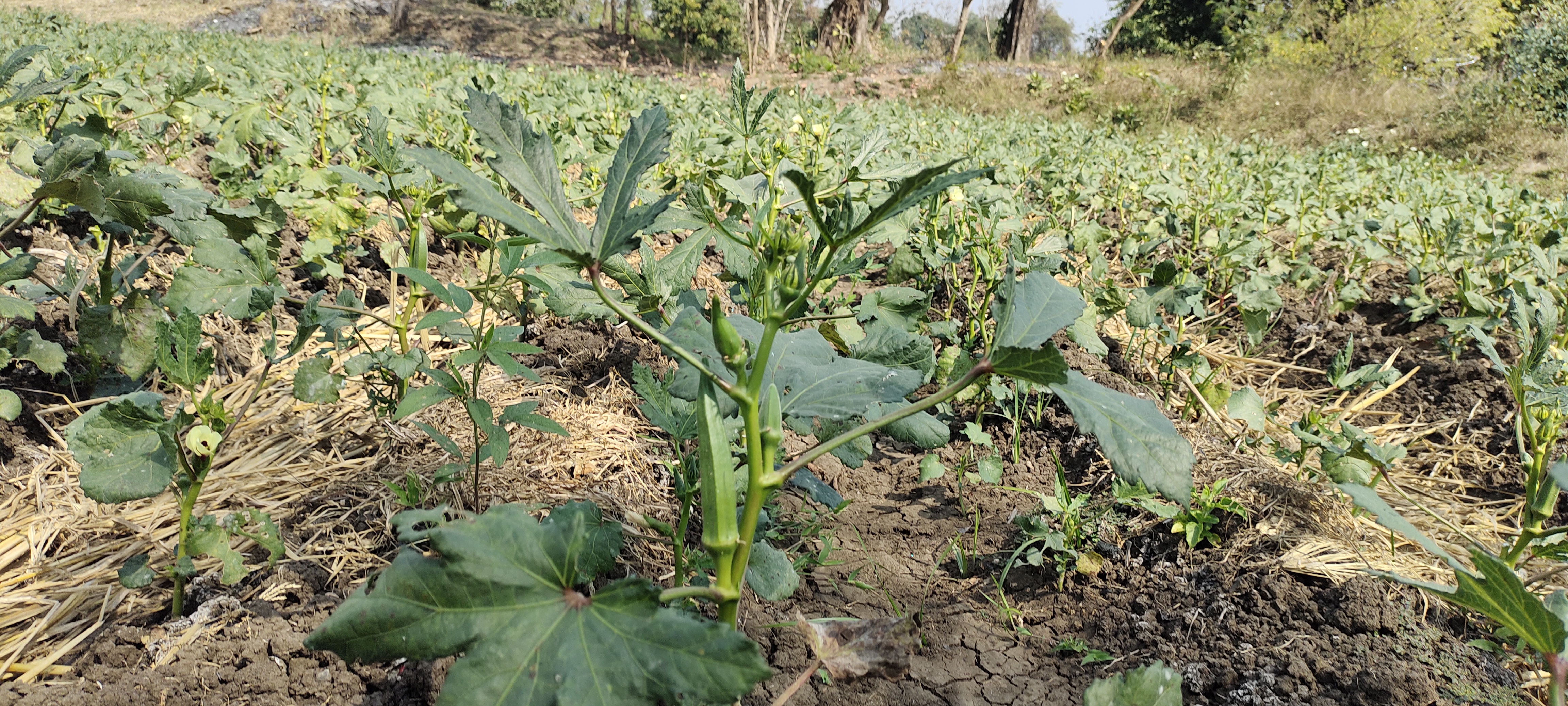 Natural farming In Tapi