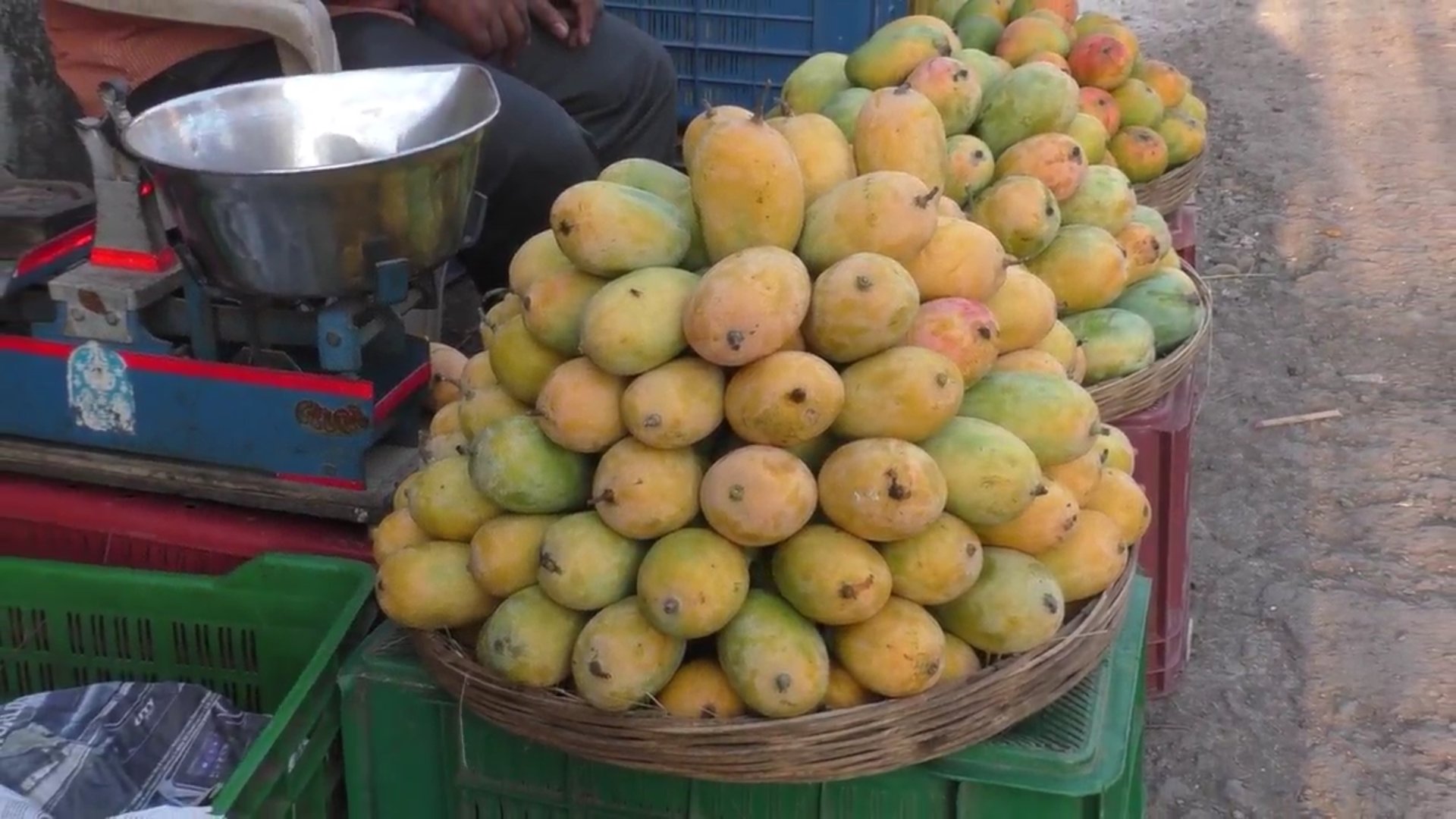 valsad hafus mango famous in world for its sweetness