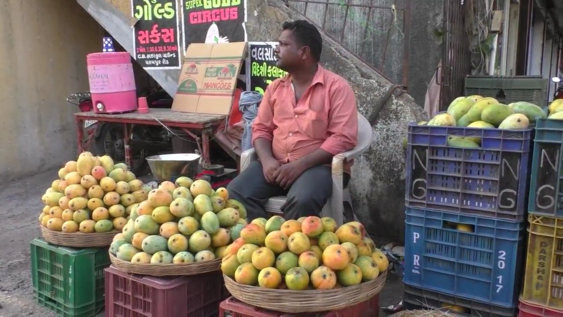 valsad hafus mango famous in world for its sweetness