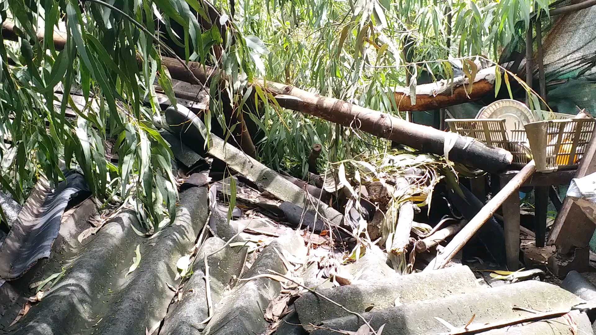 tree fall on the house in pariya