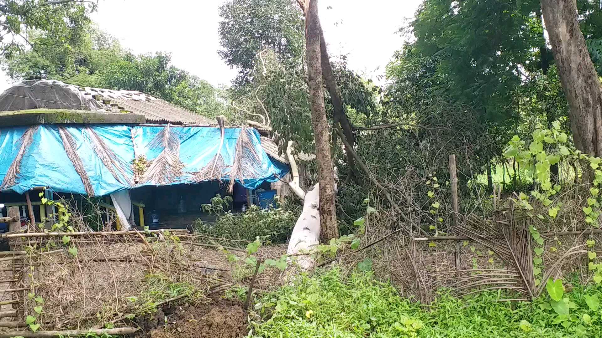 tree fall on the house in pariya