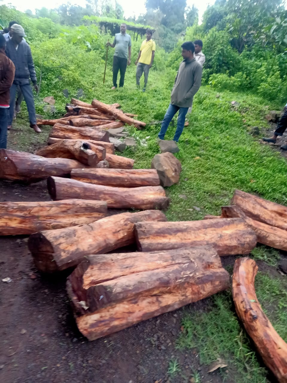 Illegal quantity of firewood