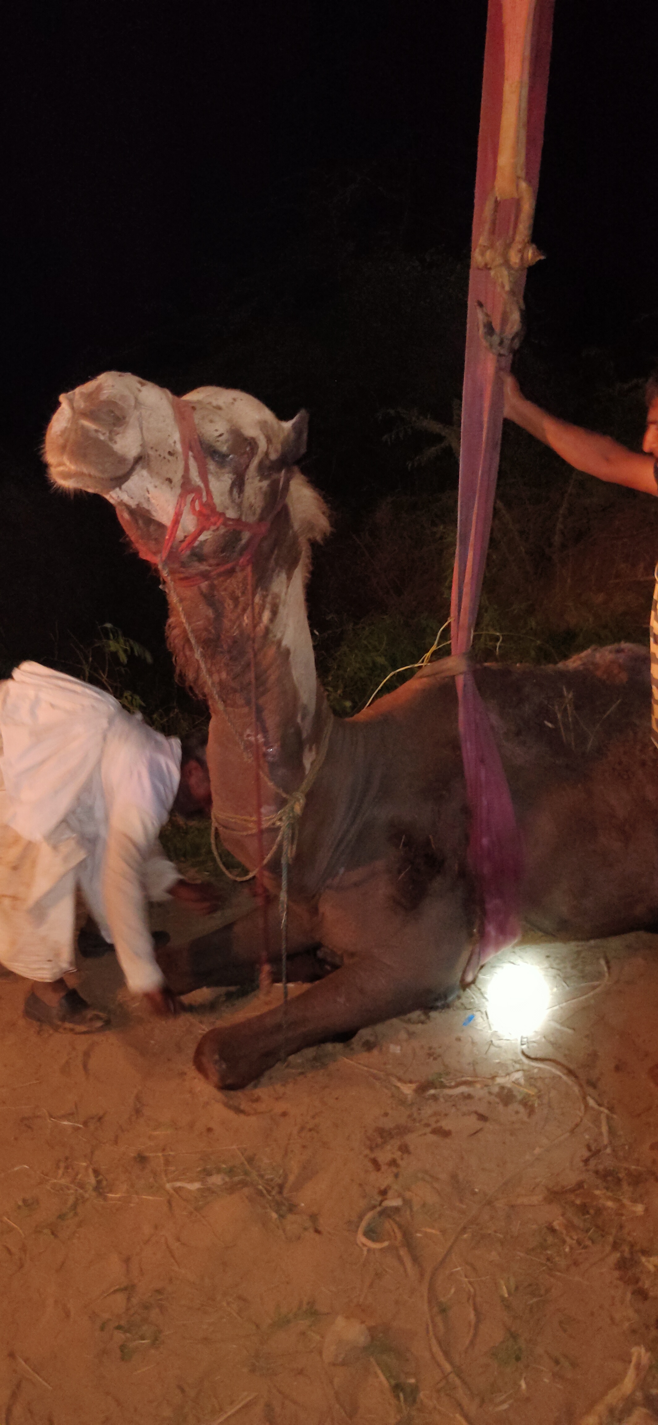 Rescued a camel in a 40 feet deep well in Bhuj