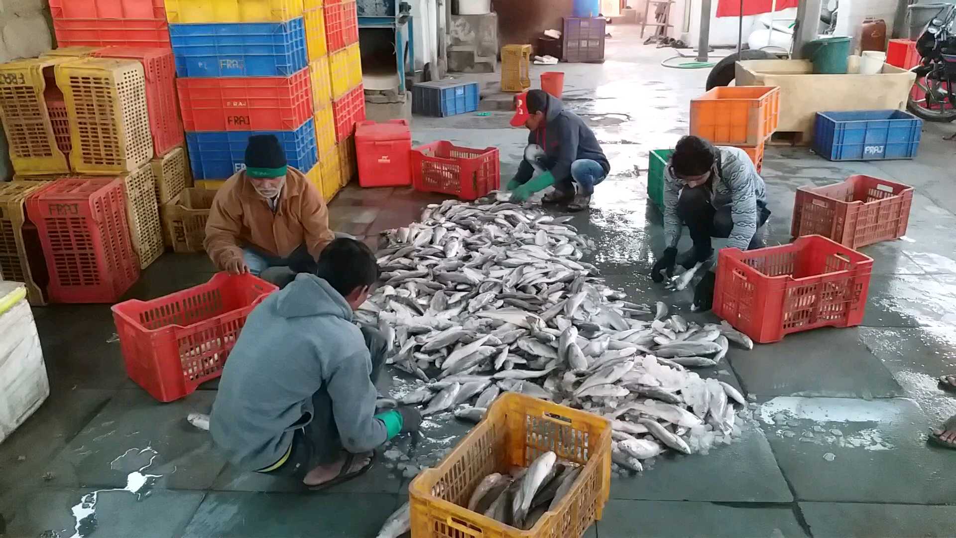 cold has reduced the amount of fish in the sea