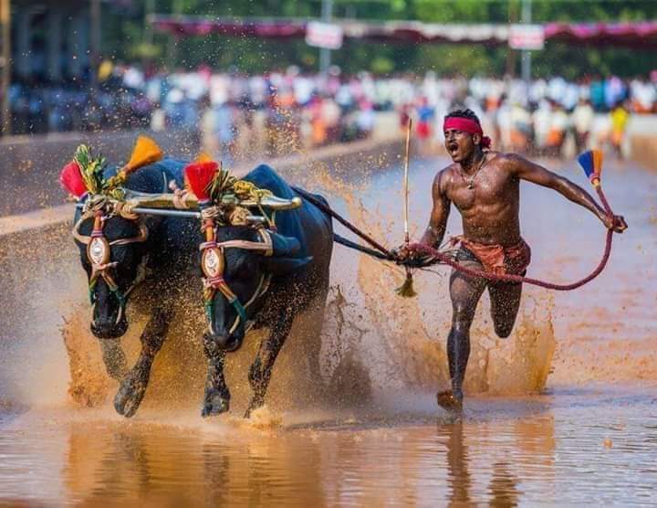 Srinivas Gowda during a Kambala race.