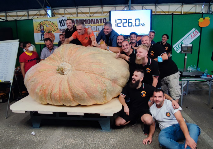 Monster pumpkin, Monster pumpkin heavier than a small car, Monster pumpkin heavier than a small car breaks world record, ದೈತ್ಯಕಾರದ ಕುಂಬಳಕಾಯಿ ಬೆಳೆದ ರೈತ, ದೈತ್ಯಕಾರದ ಕುಂಬಳಕಾಯಿ ಬೆಳೆದು ವಿಶ್ವದಾಖಲೆ ಬರೆದ ರೈತ, ದೈತ್ಯಕಾರದ ಕುಂಬಳಕಾಯಿ ಬೆಳೆದು ವಿಶ್ವದಾಖಲೆ ಬರೆದ ಇಟಲಿ ರೈತ,