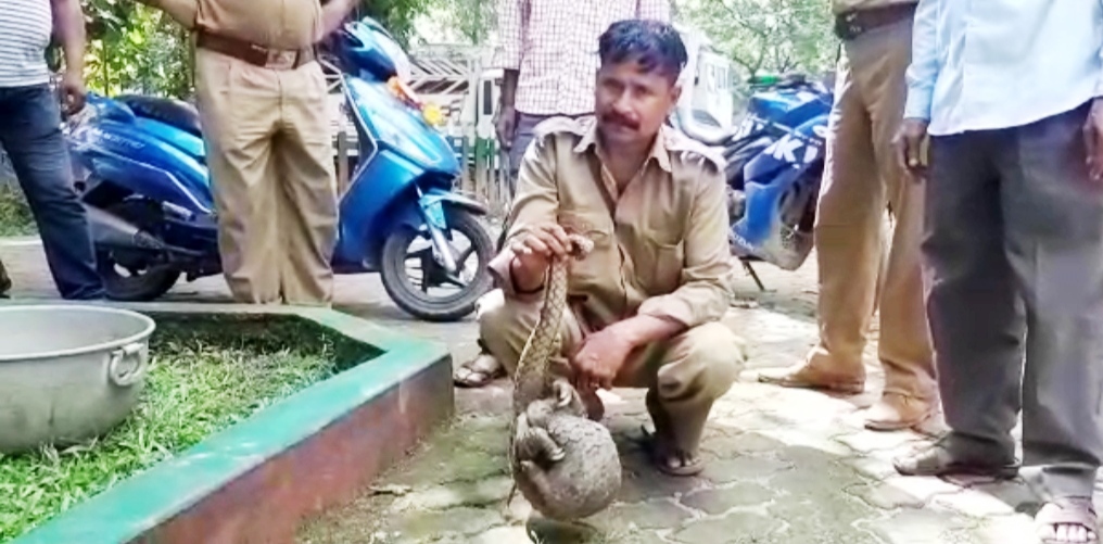 Rare Rescue In Hojai