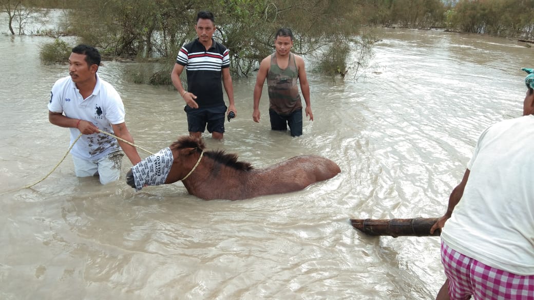 Three forest domestic horses Dead for flood