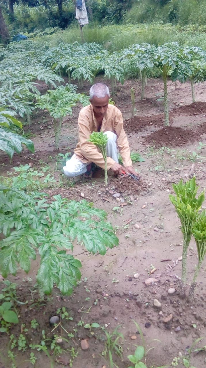 Farmer grows vegetables