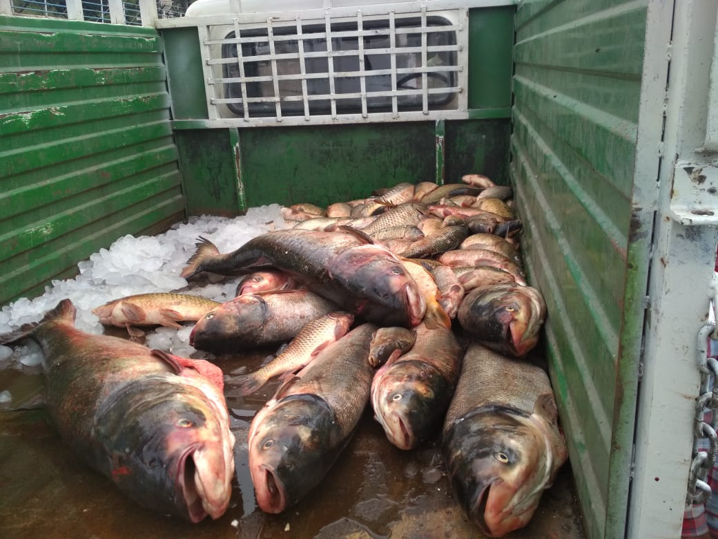 Ban on fish catching removed