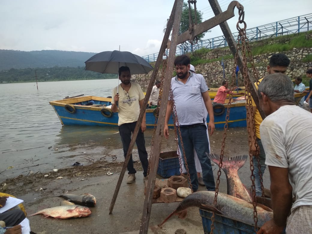 Ban on fish catching removed