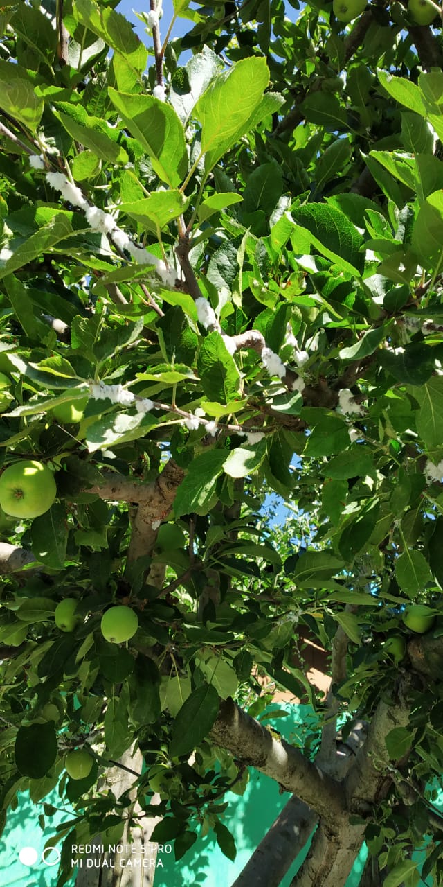 apple plant