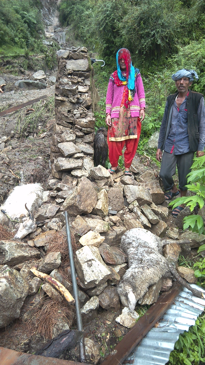 chamba, heavy Loss due to rain in Chamba, चंबा, भयंकर बारिश, फिन्ना प्रोजेक्ट, तेज बारिश, परछोड़ सीनियर सेकेंडरी स्कूल, 15 भेड़ बकरियां मलबे में दबी, ईटीवी भारत