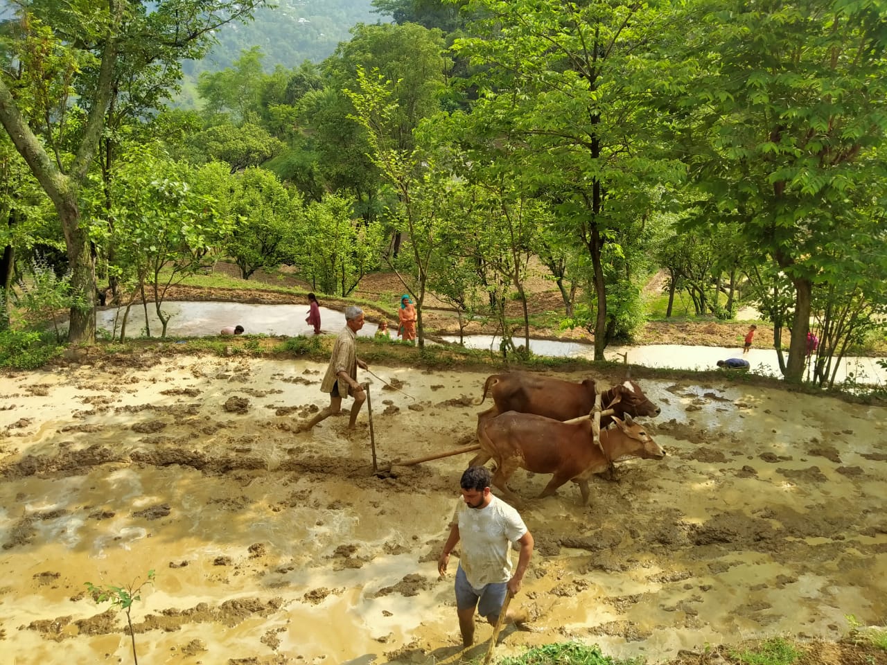 farmers starting paddy Plantation  in mandi