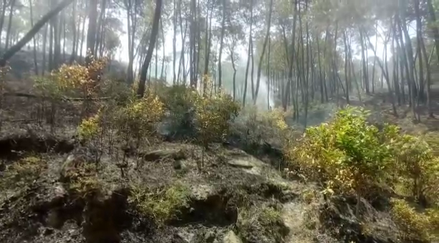 forest fire in hamirpur, हमीरपुर के जंगलों में आग