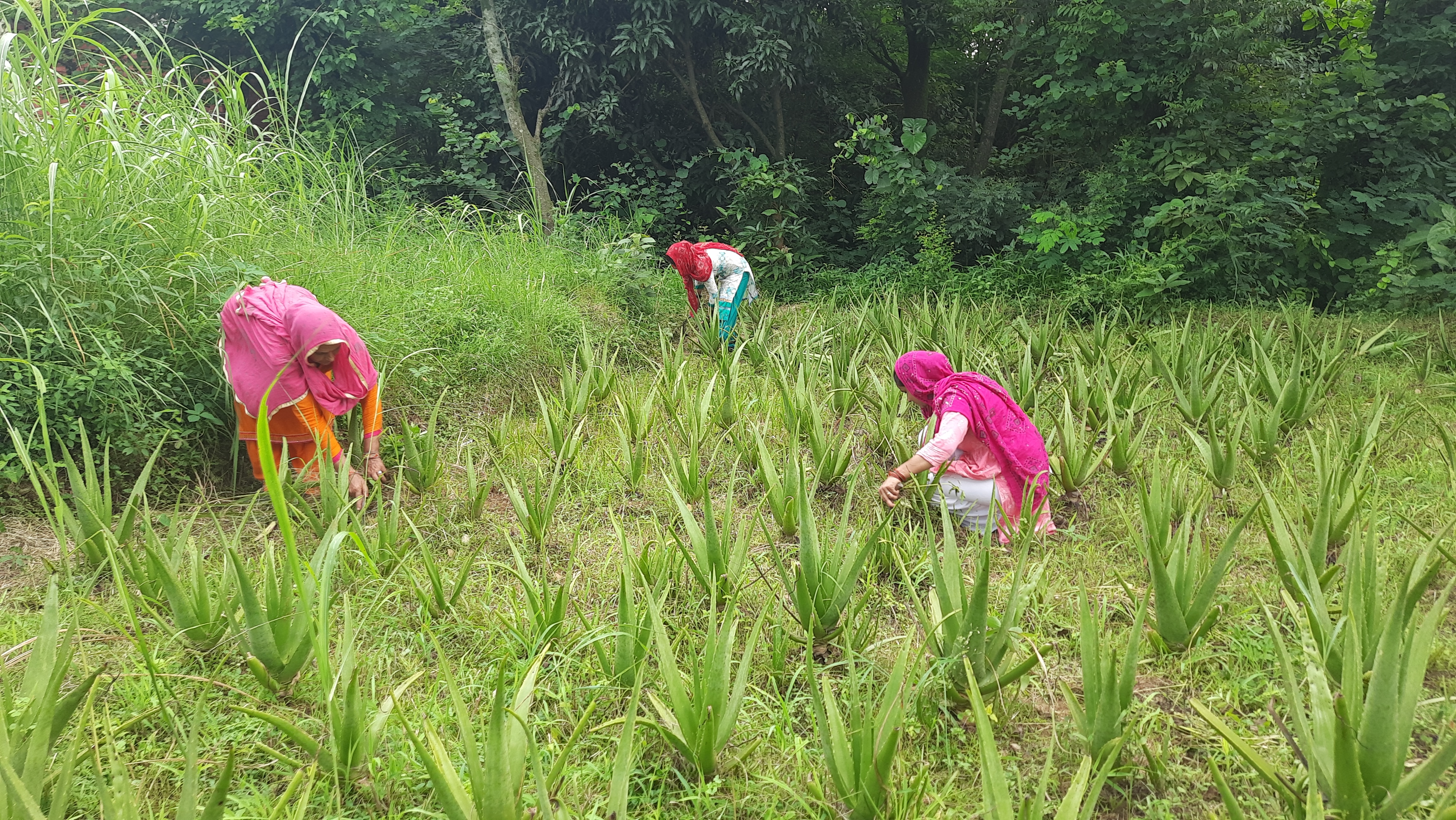 Aloe Vera Farming in hamirpur