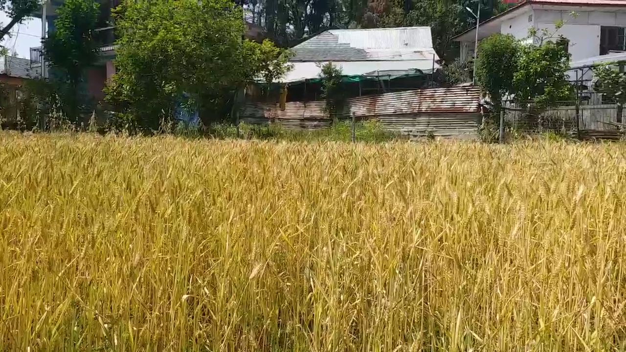 Farmland at Hamirpur village