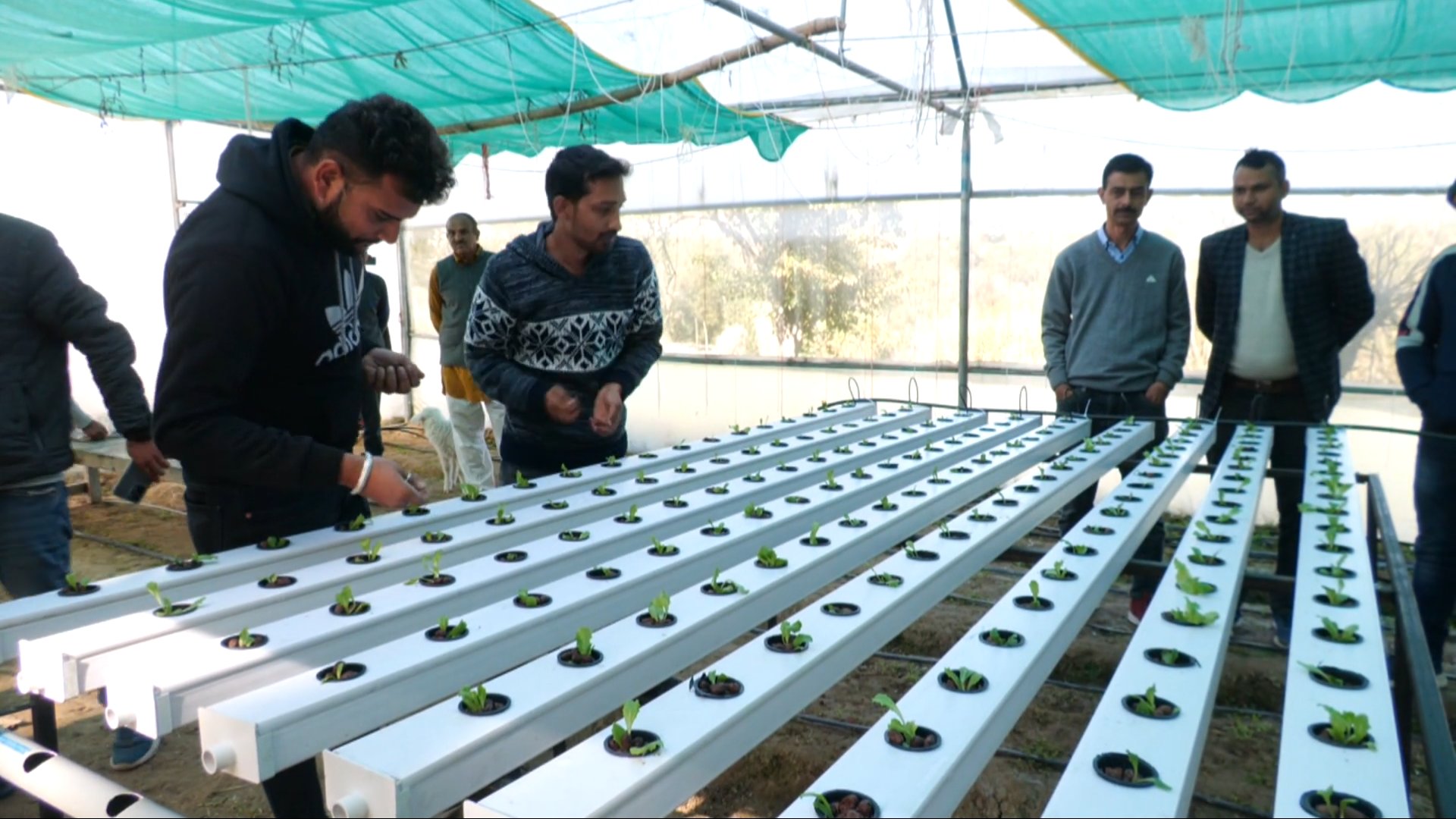 Hydroponic Farming in Hamirpur