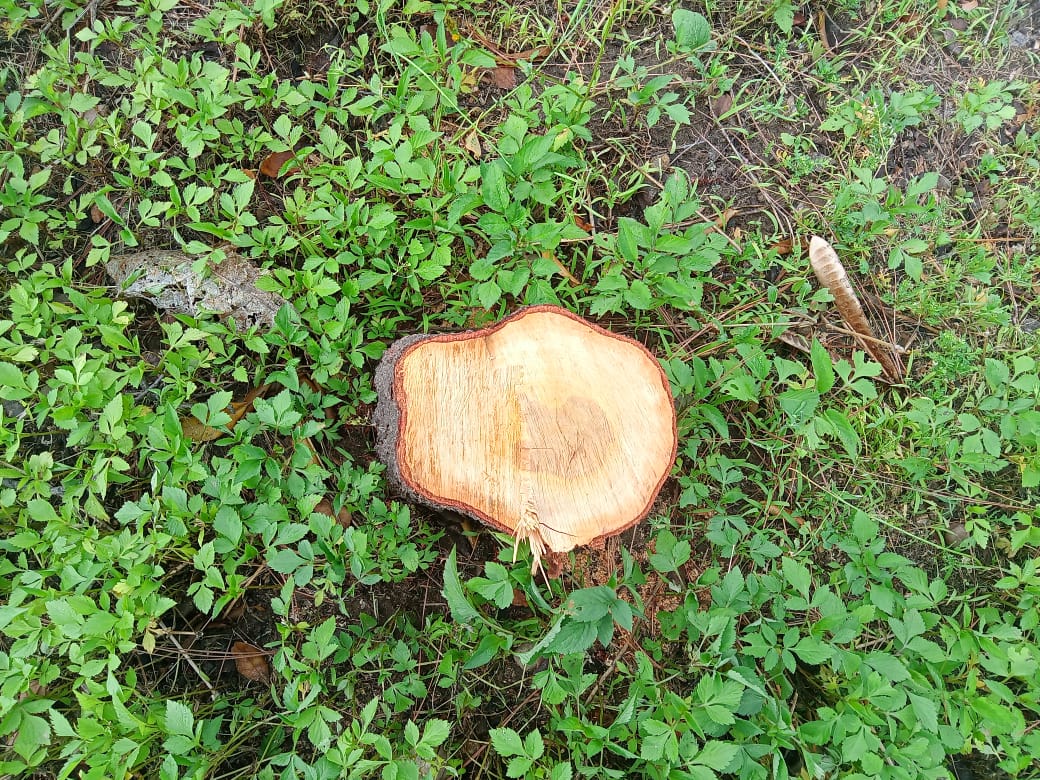 Four sandalwood trees cut in Basi village near NIT Hamirpur