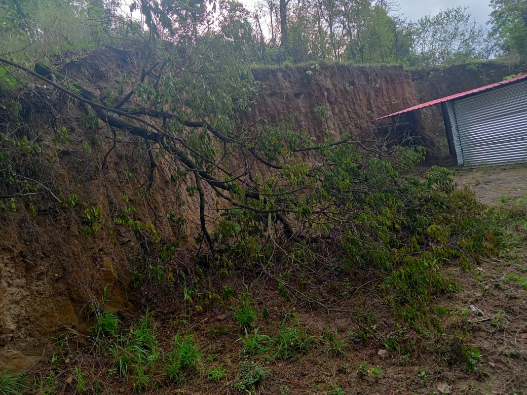 Four sandalwood trees cut in Basi village near NIT Hamirpur